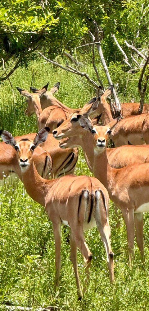 Impala Nyerere